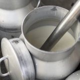 Les agriculteurs avaient demandé une augmentation du prix du lait de 4 centimes (archives). KEYSTONE/GAETAN BALLY